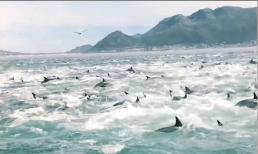 Cảnh tượng hiếm gặp: 2.000 con cá heo phối hợp săn mồi gây náo loạn một vùng biển