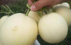 Dưa có ngọt hay không chỉ cần nhìn vào đây là biết, lão nông dạy cho chúng ta 3 mẹo chính xác