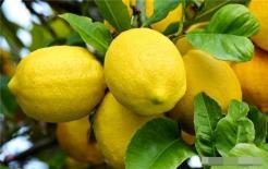 Người thông minh rất thích ăn 3 loại thực phẩm vừa giải độc vừa làm đẹp, nâng cao thể lực, ăn sớm sẽ tốt!