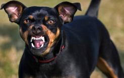 Trước khi chó cắn người, có 6 hành động này, khuyên bạn không nên đến gần