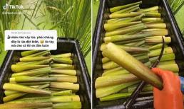 Nhìn cứ tưởng giống lúa đột biến khổng lồ, hoá ra là một đặc sản ở Việt Nam