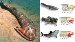 Làm thế nào mà cá xuất hiện trên trái đất? Tại sao trong ao mới đào không thả mà lại có cá?