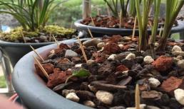 Cắm nhiều cây tăm vào một chậu cây, hóa ra có nhiều lợi ích và kiến thức đến vậy