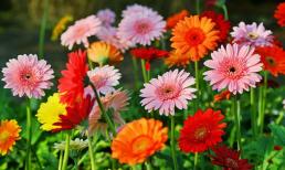 Ai sinh vào tháng âm lịch này mang mệnh Phượng Hoàng, bắt đầu từ 35 tuổi trở đi cuộc sống thập toàn thập mỹ, càng về cuối năm 2021 càng giàu có