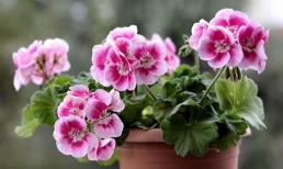 5 loại cây các bà nội trợ nên trồng trong nhà, có thể khiến mọi căn phòng trở nên thơm ngát 