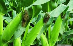 Tìm ngay sản phẩm tốt “bổ gan” tự nhiên! Thay đổi món ăn hàng ngày để thải độc gan, gan khỏe lên từng ngày