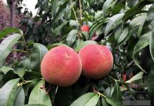 Quả đào tuy tốt nhưng không phải ai cũng ăn được! Vậy những người nào 'cần tránh' ăn đào?