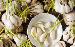 Hai loại rau thông dụng này không những không độc hại sau khi nảy mầm mà còn có giá trị dinh dưỡng gấp đôi, thật tiếc nếu vứt chúng đi