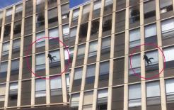 Tòa nhà bị bốc cháy, một con mèo đen đã nhảy từ tầng 15 xuống! Kết quả thật xót xa và đáng khâm phục