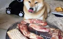 Tại sao khi ngửi thấy mùi thịt chó, con chó lại run rẩy toàn thân? Cuối cùng tôi cũng hiểu vì sao