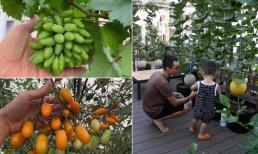 Phát mê trước khu vườn ngập tràn hoa trái trên sân thượng của ông bố trẻ