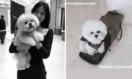 Song Hye Kyo dát đồ hiệu cho cún cưng, quả không hổ danh 'dân chơi'