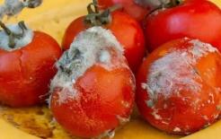 Đừng vứt cà chua thối đi, cà chua càng thối thì chúng càng hữu ích nếu bạn biết những tác dụng này