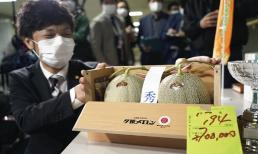 Cận cảnh cặp dưa lưới đặc sản được bán với giá hơn nửa tỷ đồng