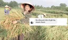 Chia tay vì bạn trai đi chơi không rủ nhưng đến mùa lúa chín hôm nào cũng gọi đi gặt cho nhà anh