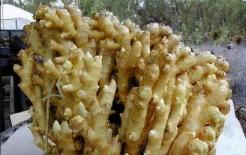 Gừng bị khô sau khi để lâu? Sử dụng những thủ thuật này, dù để bao lâu cũng sẽ tươi mới