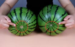 Dưa hấu có ngọt hay không, chỉ cần nhìn thoáng qua là bạn có thể biết được