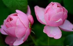 Đầu tháng 6 sẽ hạnh phúc nhân đôi, 4 con giáp thu hoạch kép trong tình duyên và sự nghiệp, cả đời an nhàn hạnh phúc