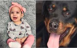 Bé gái 10 tháng tuổi bị 2 con chó cưng trong nhà cắn chết trong lúc người cha đang trò chuyện với hàng xóm