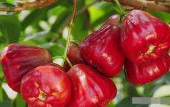 Quả roi có rất nhiều lợi ích, nhưng khi ăn roi cũng cần lưu ý những điều sau