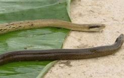 Tại sao lại nói 'rắn sợ lươn ruộng'? Lươn ruộng có phải là thiên địch của rắn không? Sau khi đọc, cuối cùng tôi cũng hiểu! 