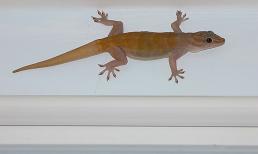 4 cách đuổi thạch sùng ra khỏi nhà mà không cần dùng hóa chất gây hại 