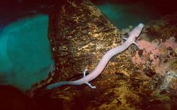 Tại sao sa giông (cá rồng non) hang động chỉ giao phối 7 năm một lần, lại tồn tại đến nay mà không bị tuyệt chủng?