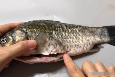 4 bộ phận trên cơ thể cá có nhiều độc tố nhất, đừng ăn uống tùy tiện