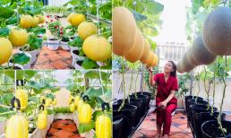 Mê mẩn khu vườn dưa sai trĩu quả của gái đảm, dân mạng rần rần vào xin bí quyết