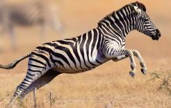 Ngựa vằn cũng là ngựa, tại sao không ai cưỡi? Nhà khoa học: Nó có thể đá chết một con sư tử. Bạn có dám cưỡi không?