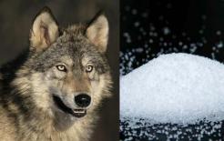 Khi gặp sói trong tự nhiên, tại sao người mang muối lại có thể sống sót? Sau khi đọc nhiều người mới hiểu ra! 