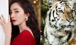 Bắt đầu từ ngày 13/6 dương lịch, 3 con giáp liên tục đón tin vui, vận may lớn nhỏ hội tụ khiến sự nghiệp suôn sẻ