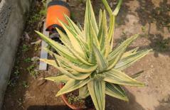 Nha đam già đi, giá trị sẽ tăng lên gấp đôi, ngắm nhìn cũng sẽ đẹp! Hướng dẫn bạn cách trồng đúng 