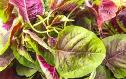 Ăn 6 loại rau này có hàm lượng canxi cao hơn sữa, lại không sử dụng thuốc trừ sâu, nên ăn vào mùa hè