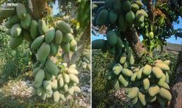 Cô gái khoe cây xoài hiếm có, quả sai chi chít tới gốc khiến dân tình nhìn tưởng đu đủ