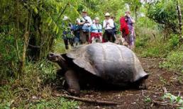 Rùa khổng lồ bị 'thần chết lãng quên' từ thời vua Càn Long đến ngày nay đã qua 3 đời người canh giữ 