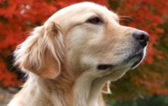 Người mẹ để đứa bé ở nhà, chợt nghĩ mình không nhốt con chó nên quay lại thì choáng váng...