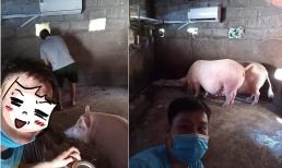 Chuồng lợn còn được lắp điều hòa chống nóng khiến dân tình không khỏi ghen tỵ