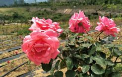 3 con giáp có vận trình tài lộc sáng nhất tháng 7