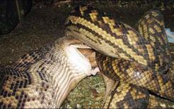 Người đàn ông thấy con trăn không cử động đã đưa đến bệnh viện ngay lập tức, nhưng sau khi chụp X-quang, anh ta sợ quá nên không dám tiếp tục nuôi