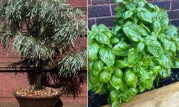 10 loại cây gia chủ nên trồng trong hoặc xung quanh nhà, vừa đẹp lại giúp xua đuổi muỗi và bọ một cách tự nhiên