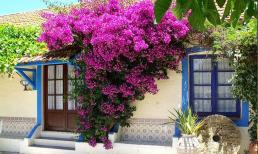 Muốn thay đổi vận khí, chuyển mình giàu có, hãy trồng ngay cây phong thủy ở 3 vị trí này