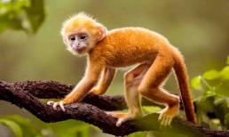 Tháng 6 âm lịch: 3 con giáp may mắn làm gì cũng thành công, sự nghiệp, tình duyên đều viên mãn