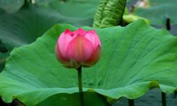 Bước sang tháng 7, tài lộc của 4 con giáp tăng cao, có nhiều cơ hội, giàu sang phú quý càng ngày càng hanh thông