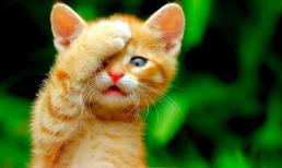 9 ngày cuối tháng 5 âm lịch: 3 con giáp vận mệnh hoàng kim, tài lộc thăng tiến không ngừng