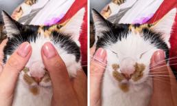 8 mẹo giúp thú cưng của bạn sống lâu hơn