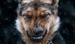 Nếu bạn gặp phải một con chó muốn cắn mình, hãy áp dụng 5 phương pháp này để không phải sợ nữa