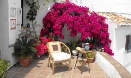 Trồng ngay những cây này ở ban công để thu hút tài lộc, hóa giải sát khí