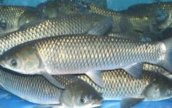 Chuyên gia dinh dưỡng: Bốn loại cá nước ngọt rất giàu chất dinh dưỡng, mẹ thường xuyên cho con ăn giúp cao lớn, thông minh hơn