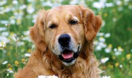 Cuối tuần này (10-11/7), Top 3 con giáp trúng số, gặp vận đổi đời, tài lộc và may mắn cùng nhau tới